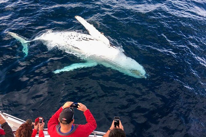 Whale Watching Boat Tour From Galle - Overview of the Tour