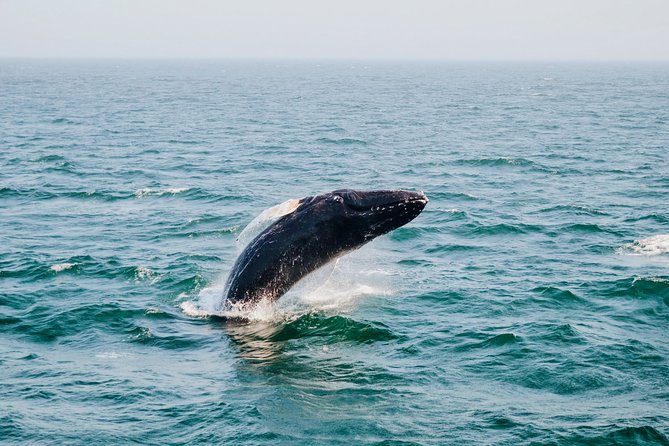 Whale Watching Boat Tour From Galle - Inclusions and Exclusions