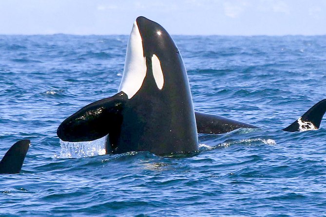 Whale Watching Boat Tour From Galle - Health and Accessibility