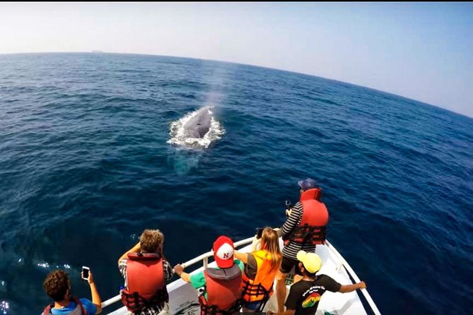 Whale Watching Boat Tour From Galle - Things to Expect