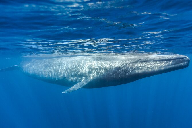 Whale Watching Boat Tour From Galle - Sum Up