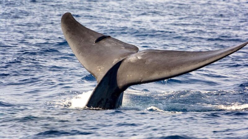 Whale Watching Boat Tour in Trincomalee - Key Points