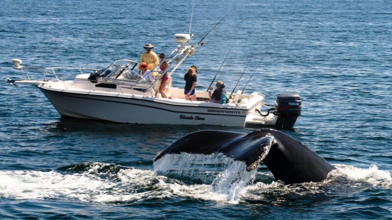 Whale Watching Boat Tour in Trincomalee - Itinerary Details
