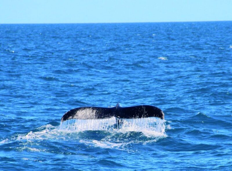 Whale Watching Boat Tour in Trincomalee - Experience Highlights
