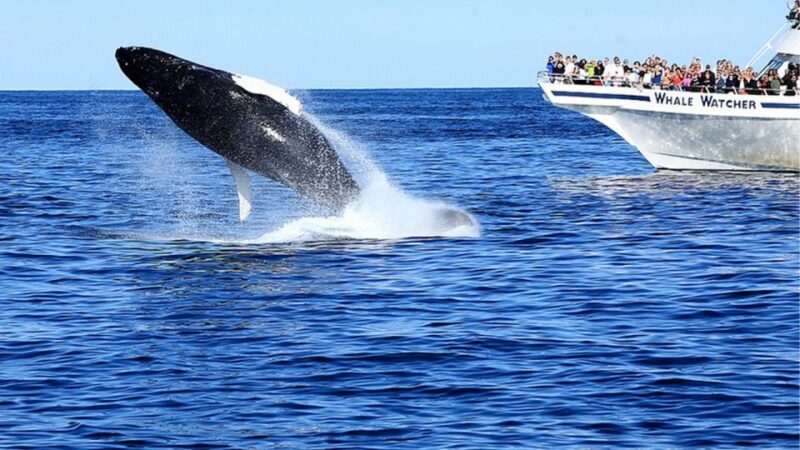 Whale Watching Boat Tour in Trincomalee - Inclusions and Exclusions
