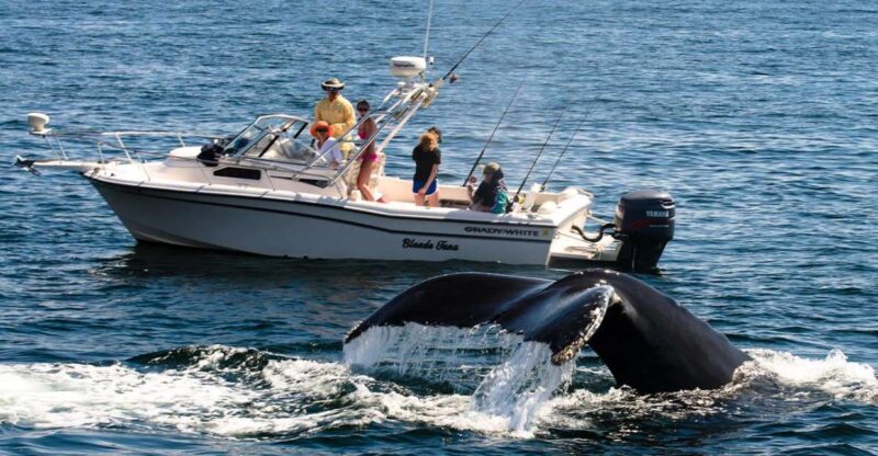 Whale Watching Boat Tour in Trincomalee - Important Information