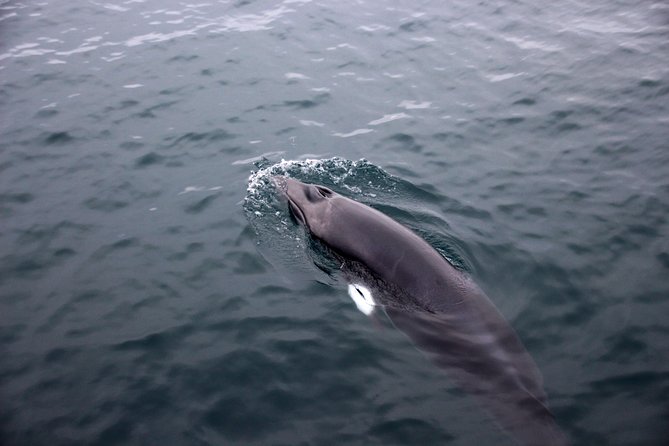 Whale-Watching Boat Tour With Expert Guide From Reykjavik - Whale-Spotting Success Rate