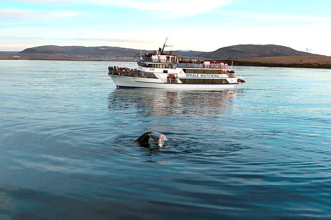 Whale-Watching Boat Tour With Expert Guide From Reykjavik - Tour Pickup and Boarding