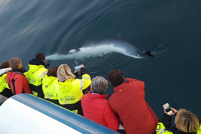 Whale-Watching Boat Tour With Expert Guide From Reykjavik - Marine Wildlife Observation