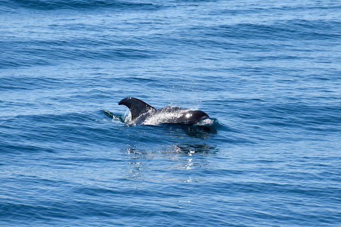 Whale-Watching Boat Tour With Expert Guide From Reykjavik - Naturalist Guide Expertise