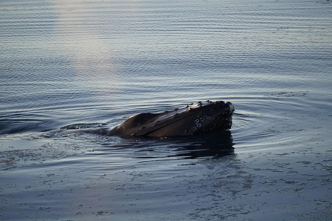 Whale-Watching Boat Tour With Expert Guide From Reykjavik - Tour Duration Options