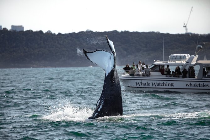 Whale Watching Boat Trip in Sydney - Meeting Point and Directions