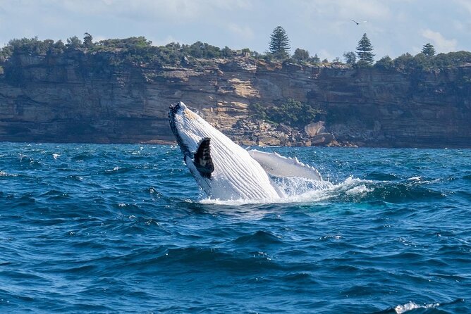 Whale Watching Boat Trip in Sydney - Marine Environment and Live Commentary