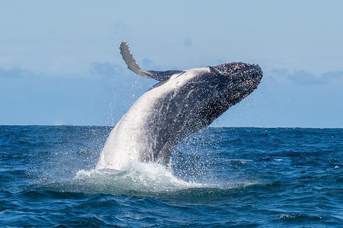 Whale Watching Boat Trip in Sydney - Small Vessel for Close-Up Views