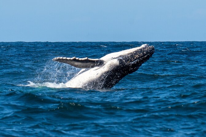 Whale Watching Boat Trip in Sydney - Positive Reviews and Excellence Badge