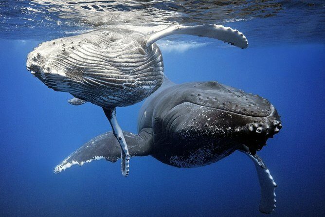 Whale Watching Bora Bora - Frequently Asked Questions