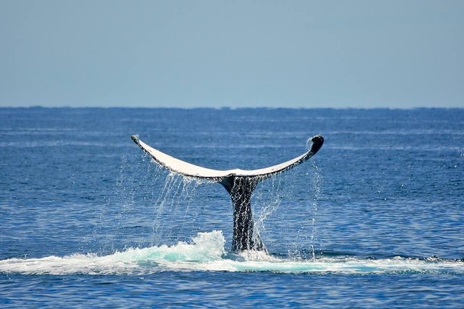 Whale Watching Busselton - Whats Included on the Tour