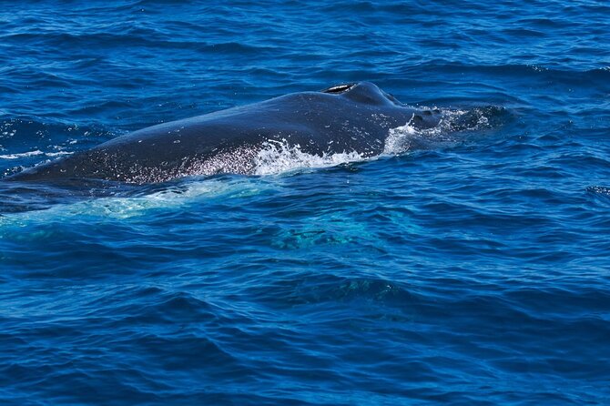 Whale Watching Busselton - Wheelchair and Stroller Accessibility