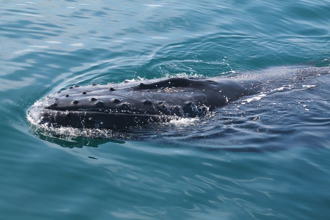 Whale Watching Busselton - Recommended Attire and Gear