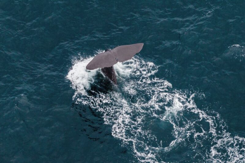 Whale Watching by Plane | Family Package - Key Points