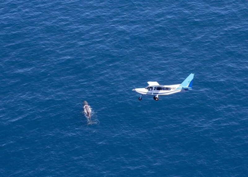 Whale Watching by Plane | Family Package - Whale and Dolphin Sightings
