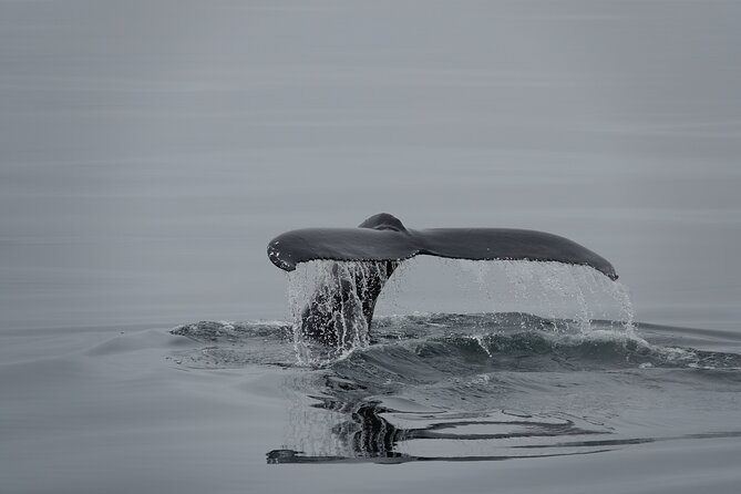 Whale Watching by RIB Speedboat From Downtown Reykjavik - Booking and Availability