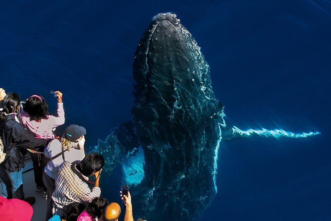Whale Watching by Sea World Cruises - Location and Accessibility