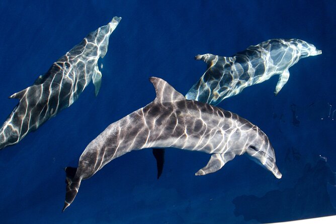Whale Watching by Sea World Cruises - Inclusions and Exclusions