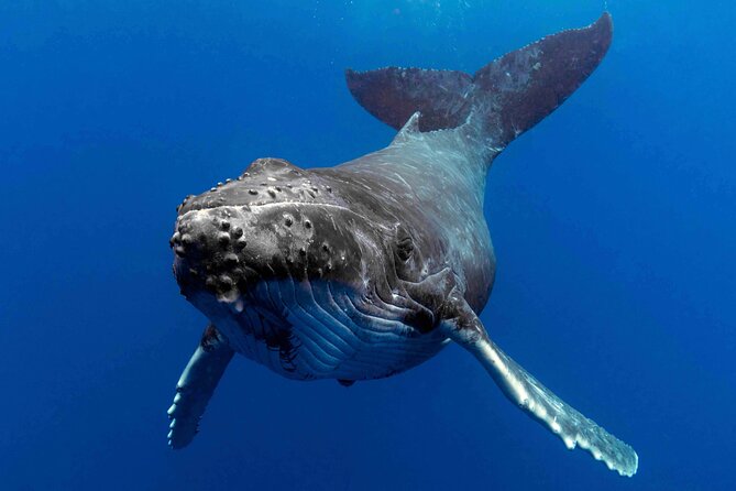 Whale Watching by Sea World Cruises - Accessibility and Transportation
