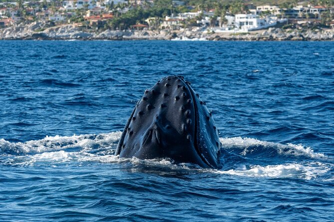 Whale Watching by Zodiac in Cabo San Lucas With Photos Included - Inclusions