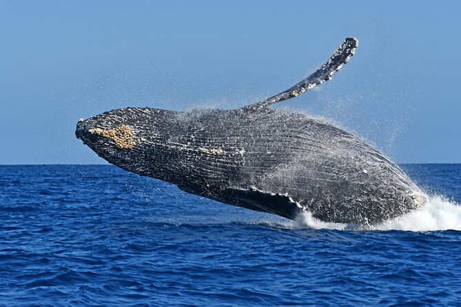 Whale Watching by Zodiac in Cabo San Lucas With Photos Included - Whale Sightings