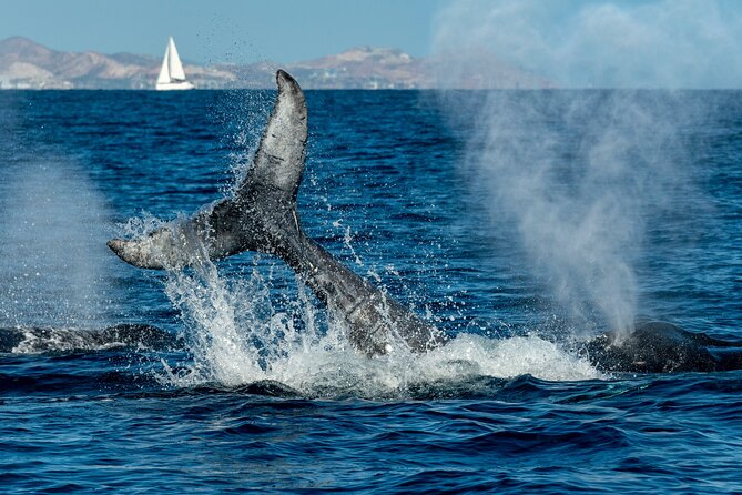 Whale Watching by Zodiac in Cabo San Lucas With Photos Included - Experienced Guides