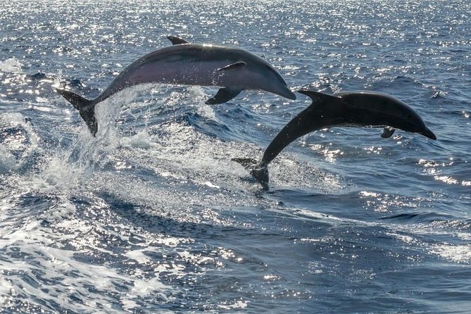 Whale Watching Catamaran in Costa Adeje (Including Drinks & Sandwich) - Spotting Diverse Marine Wildlife