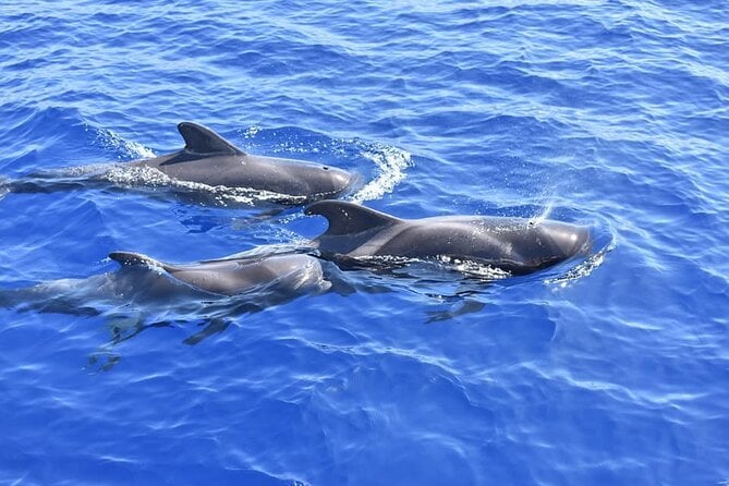 Whale Watching Catamaran in Costa Adeje (Including Drinks & Sandwich) - Accessibility and Health Considerations