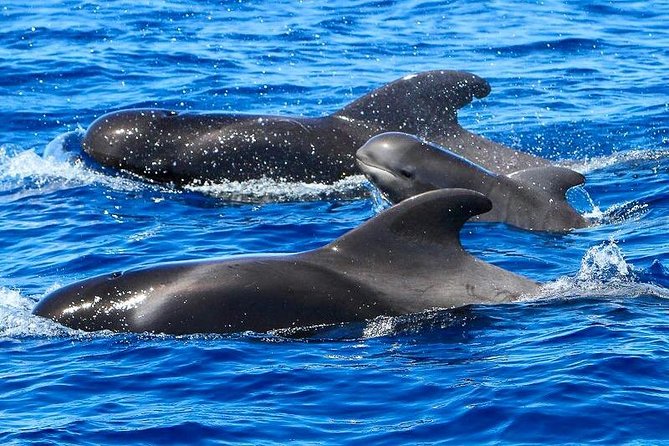 Whale Watching Catamaran to Los Gigantes & Masca (Including Drinks & Warm Lunch) - Inclusions and Amenities