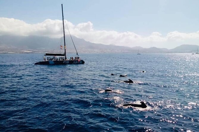 Whale Watching Catamaran to Los Gigantes & Masca (Including Drinks & Warm Lunch) - Customer Feedback and Ratings