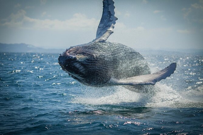 Whale Watching, Cayo Levantado and Limón Waterfall in Samaná - Meals and Beverages Included