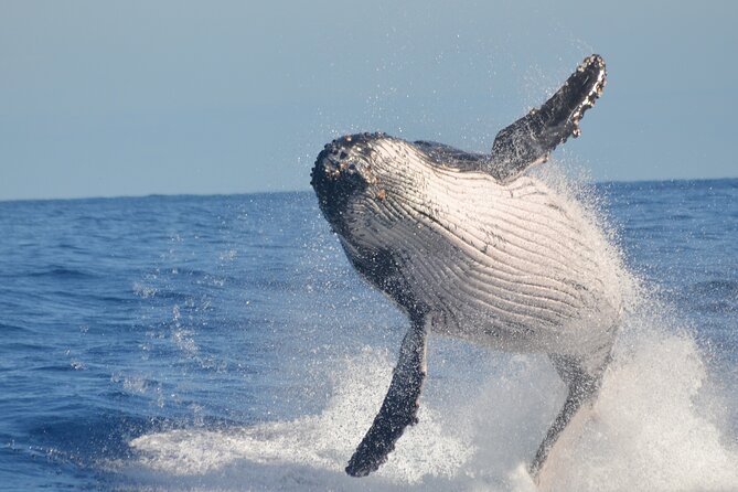 Whale Watching, Cayo Levantado and Limón Waterfall in Samaná - Important Information and Considerations