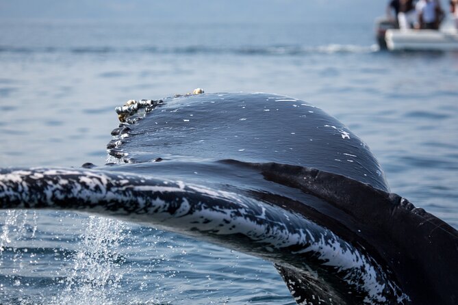 Whale Watching, Cayo Levantado and Limón Waterfall in Samaná - Reviews and Cancellation Policy
