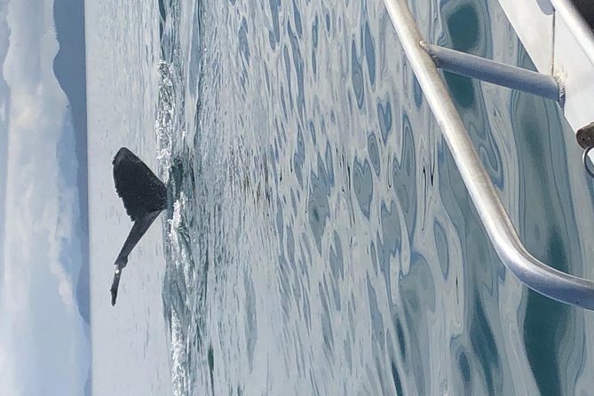 Whale Watching Charters Through Icy Strat Alaska - Cancellation and Refund Policy