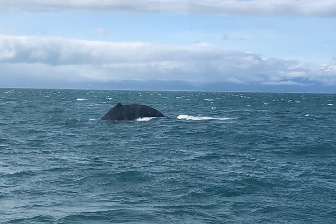 Whale Watching Charters Through Icy Strat Alaska - Search for Wildlife in Alaska