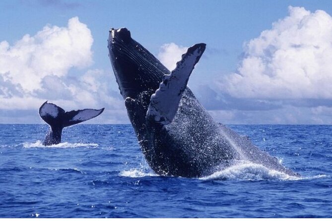 Whale Watching + City Tour + Cayo Levantado W/ Lunch + Transport - Tour Highlights