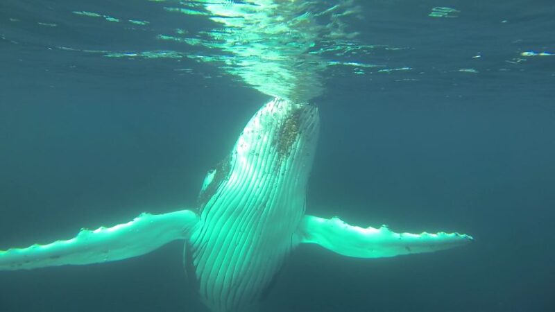 Whale Watching Cruise From Busselton, Augusta or Dunsborough - Key Points