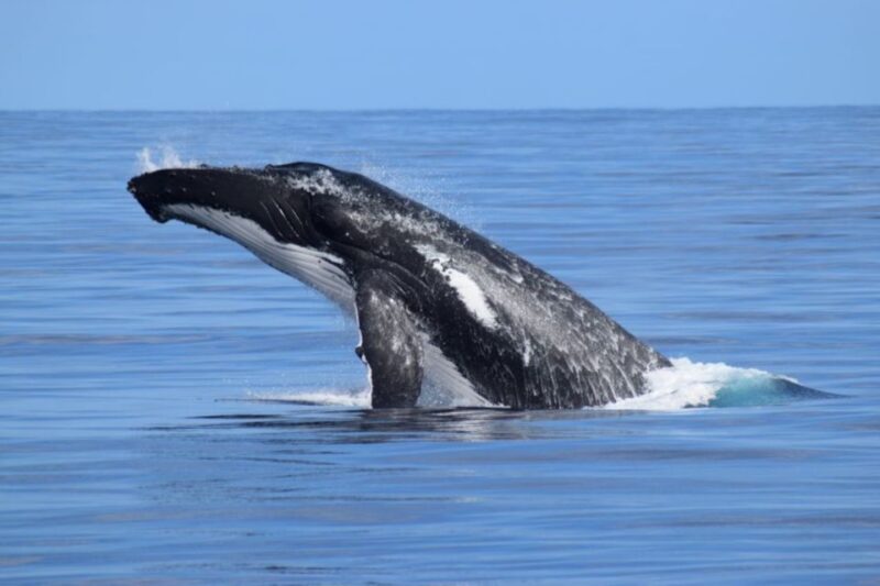 Whale Watching Cruise From Busselton, Augusta or Dunsborough - Pricing and Booking Options