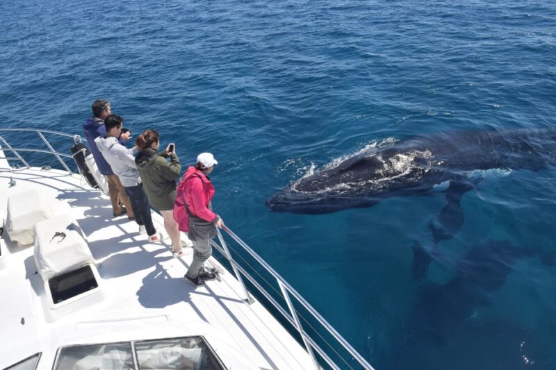 Whale Watching Cruise From Busselton, Augusta or Dunsborough - Whale Watching Opportunities
