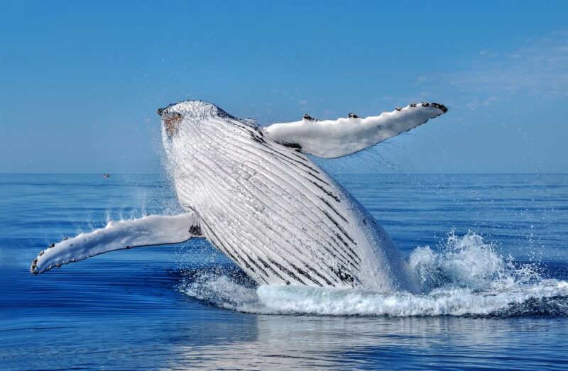 Whale Watching Cruise From Busselton, Augusta or Dunsborough - What to Bring and Prepare