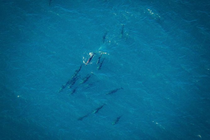 Whale Watching Cruise From Galle & Mirissa - Onboard Amenities and Services