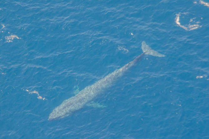Whale Watching Cruise From Galle & Mirissa - Comparison to Other Galle Experiences