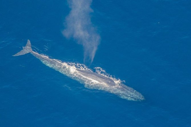 Whale Watching Cruise From Galle & Mirissa - Cancellation and Refund Policies