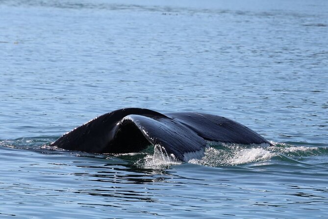 Whale Watching Cruise From Newport Beach - Vessel and Onboard Amenities